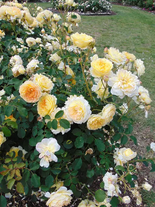 Numerous Yellow Rose Varieties