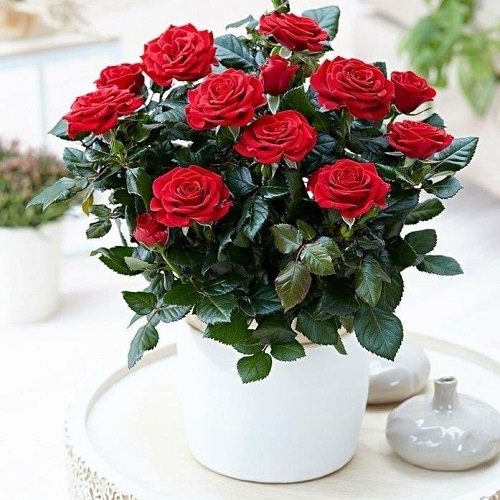 lovely Flowers That Means Forever