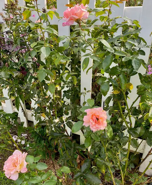 Beautiful Long Stem Roses for the Garden