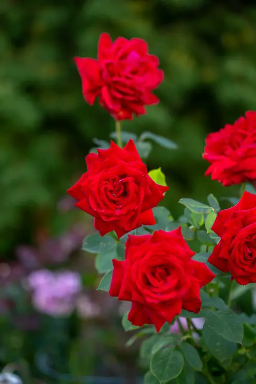 Flowers that Represent Family 1