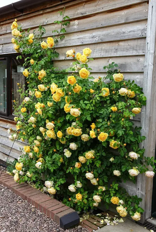 Different Types of Yellow Roses1