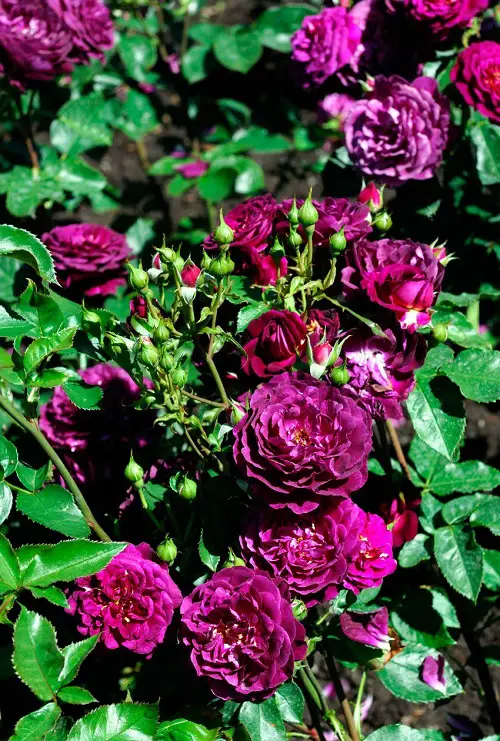 top best Blue Rose Types
