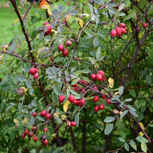Amazing plants with red stem 
