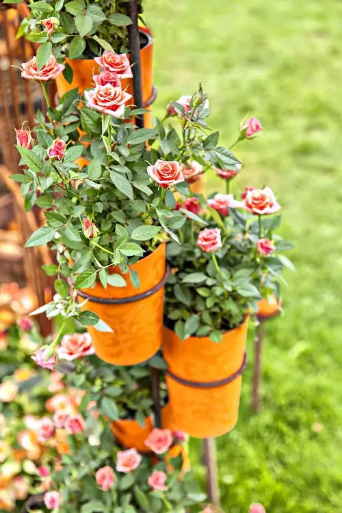 Most Popular Flowers in the World According to Google