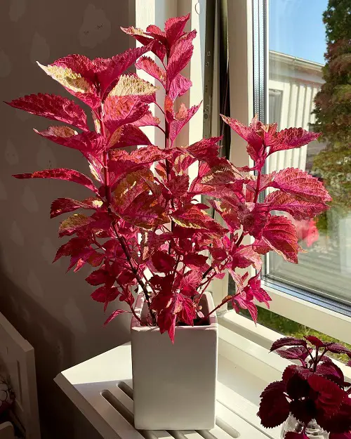 amazing Purple Coleus Types