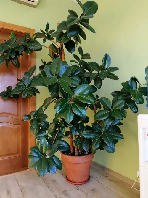 Rubber Plant Leaves Curling