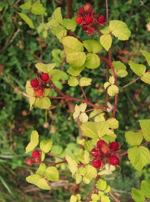 best beautiful red stem plant