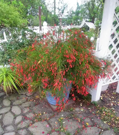 Plants from Jamaica in yard