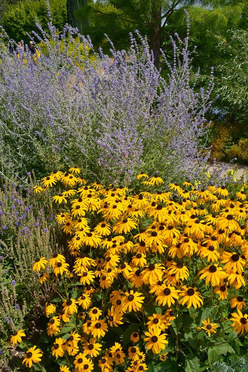 Rudbeckia hirta plant