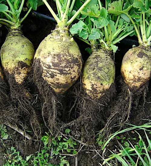 Cruciferous Vegetables in garden 3