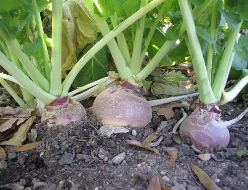 best Unknown Vegetables Produced by Humans