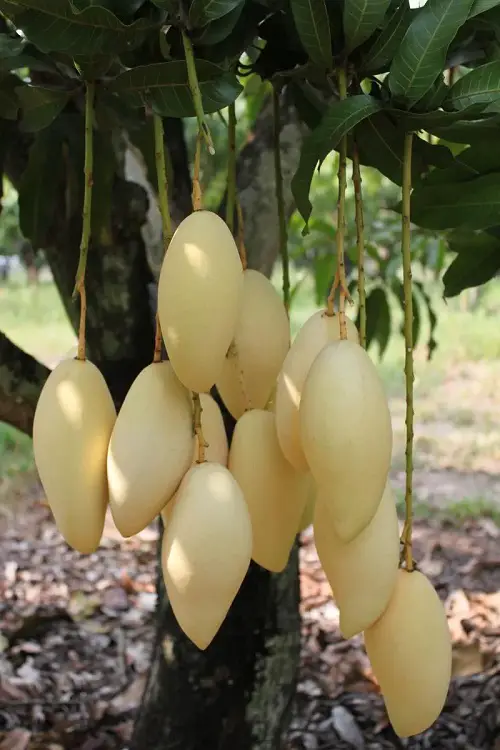 S named fruit 1