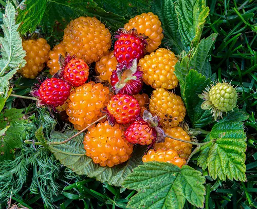 Fruits That Start with S 5