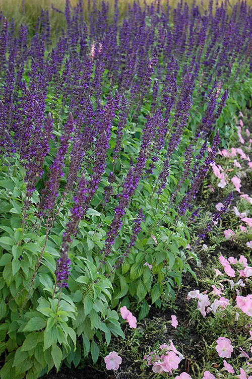 best varieties of salvias in the garden