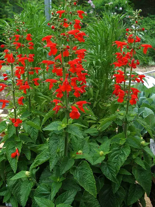 Types of Salvias 