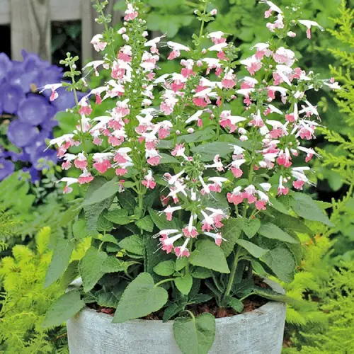 best varieties of salvias in a garden