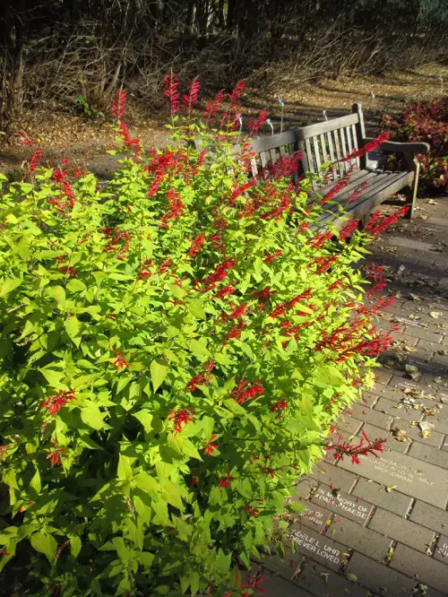 Top Plants for Repelling Mosquitoes