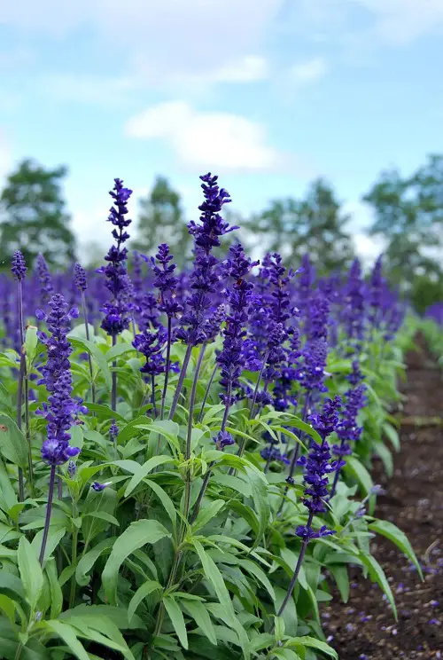 varieties of salvias in the garden