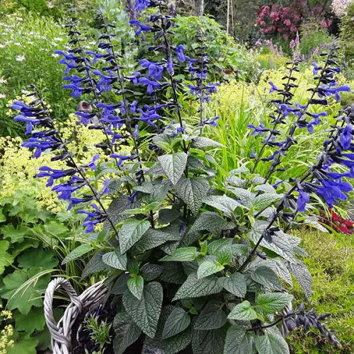 Salvia species found in vegetable gardens