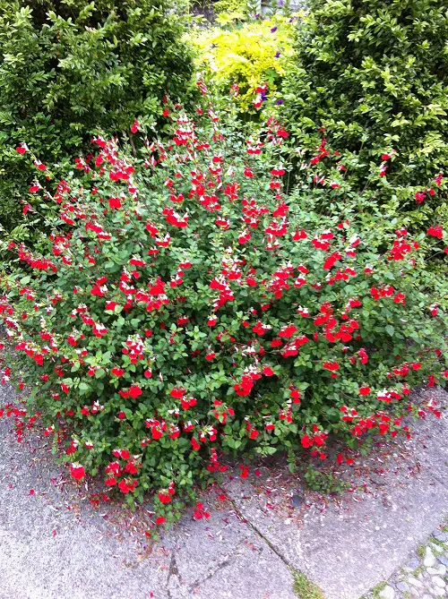 best Blooming Perennial Flowers from Spring to Autumn 