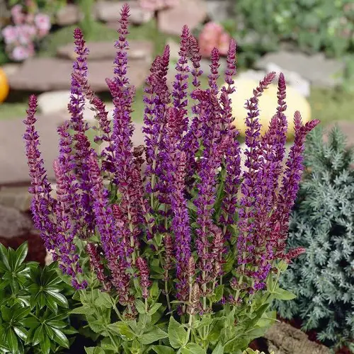 Types of Salvias 