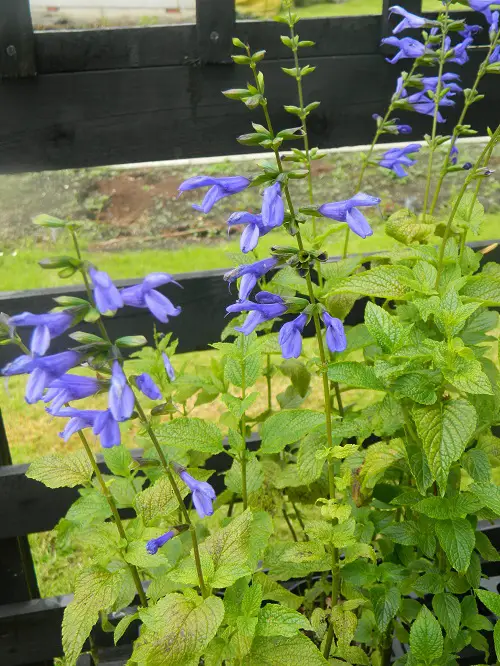 Types of Salvias 42