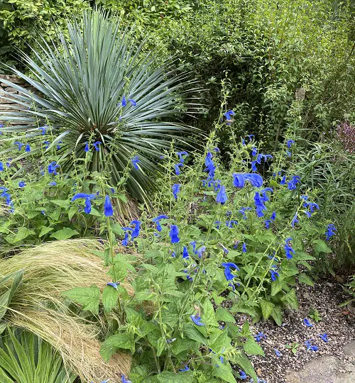 varieties of salvias in a garden