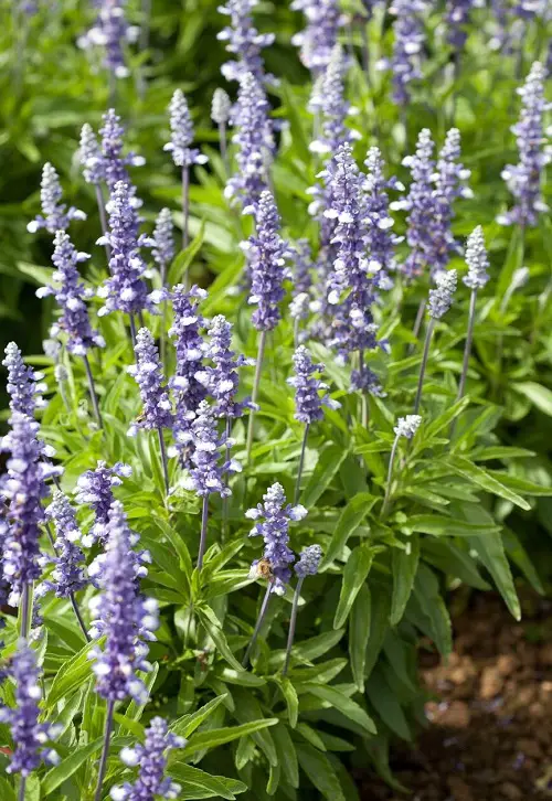 amazing varieties of salvias in the garden