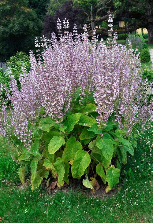 best Salvia species found in vegetable gardens