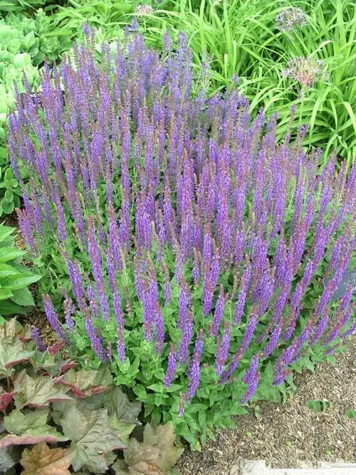 top varieties of salvias in a garden