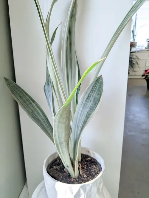 Stunning White Snake Plant Varieties