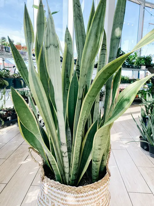 Beautiful Varieties of White Snake Plants 2
