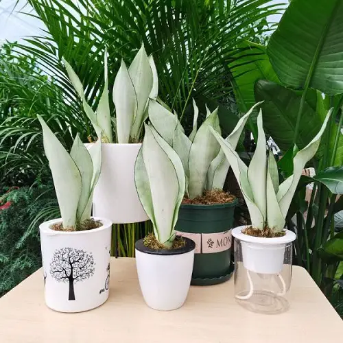 Stunning White Snake Plant Varieties
