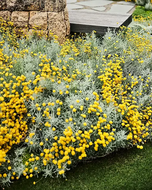 best Flowers that Don't Need a Lot of Water 7