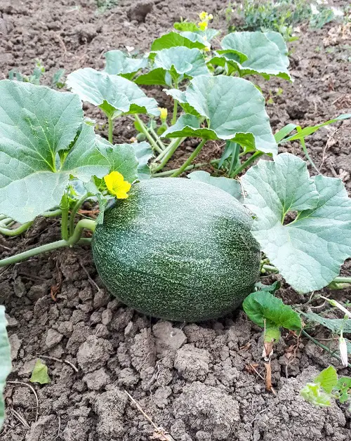 Fruits That Start with S 7