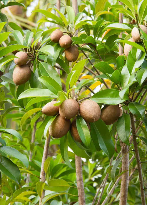 S named fruit 4