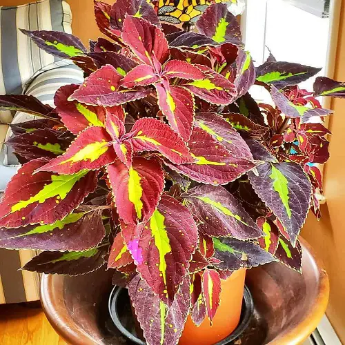 Greatest Purple Coleus Types
