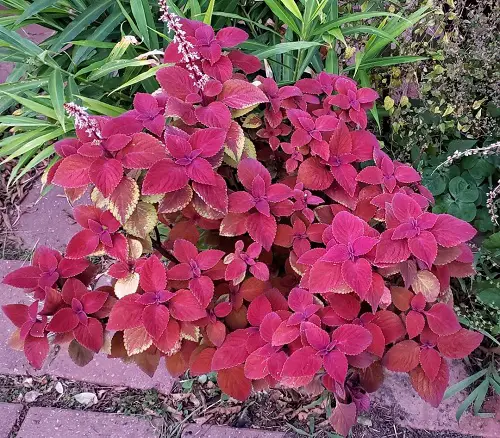 Best Purple Coleus Varieties