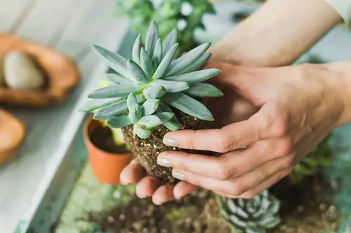 Succulent Flower Stalk 