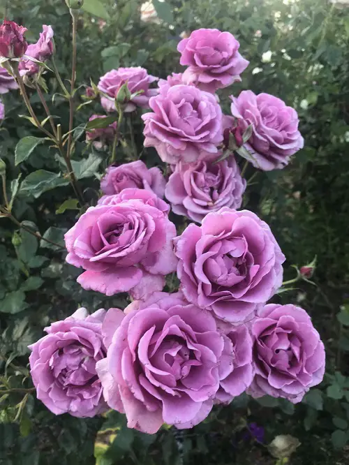 beautiful varieties of blue roses