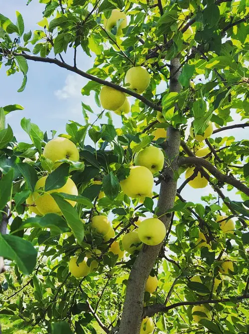 Garden-Used Yellow Apple Varieties