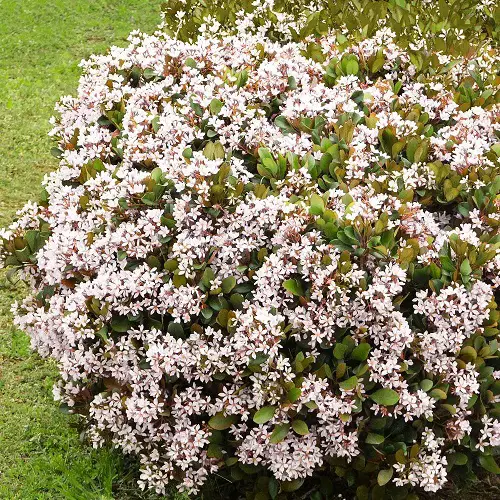 Best Indian Hawthorn Varieties 2