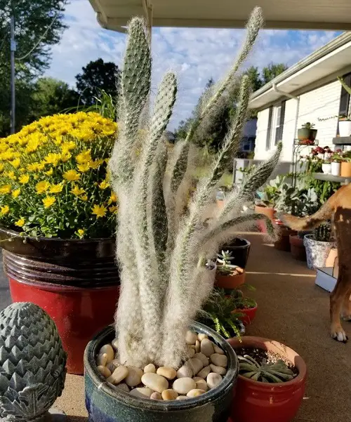 beautiful Best Types of Columnar Cactus Varieties