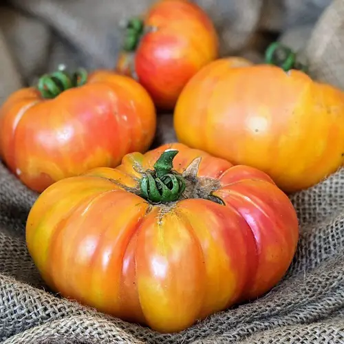 Tomatoes for Sandwiches