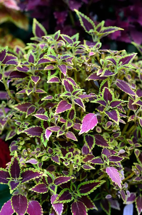 top Best Purple Coleus Varieties