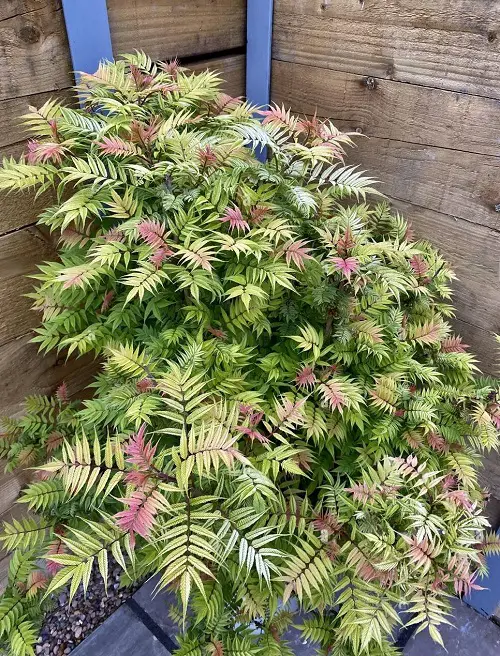 beautiful red stem plant 