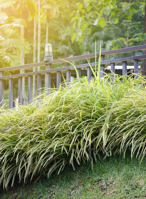 Requirements for Growing Spider Plants Outdoor