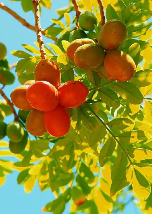 Fruits That Start With R