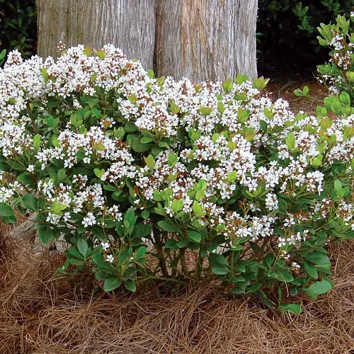 Best varieties of Indian Hawthorn 3
