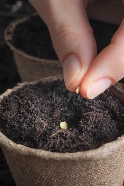 Best Seeds for Gardening that Grow Quickly in Just 5 Days
